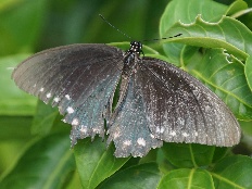 Arnetta parnaca - Blauer Schwalbenschwanz